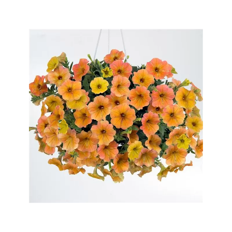 Petunia Cascadia® Indian Summer