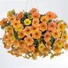 Petunia Cascadia® Indian Summer