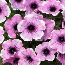 Petunia Famous Lavender Blush