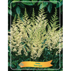 Astilbė - Astilbe SNOW SPIRIT