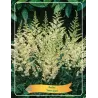 Astilbė - Astilbe SNOW SPIRIT