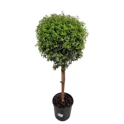 Mirta - Myrtus communis