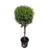 Mirta - Myrtus communis
