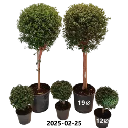 Mirta - Myrtus communis
