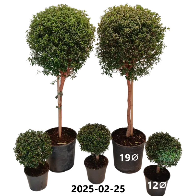 Mirta - Myrtus communis