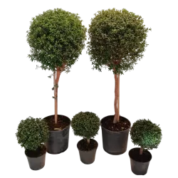 Mirta - Myrtus communis