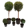 Mirta - Myrtus communis