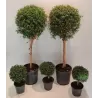 Mirta - Myrtus communis