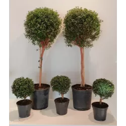 Mirta - Myrtus communis