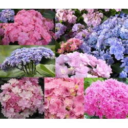 YOU & ME hydrangea collection