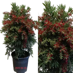 Bottlebrush tree - Callistemon Red Cluster Bush
