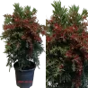 Bottlebrush tree - Callistemon Red Cluster Bush