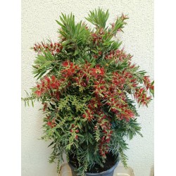 Kalistemonas - Callistemon Red Cluster Bush (SIUNČIAME IŠKART)