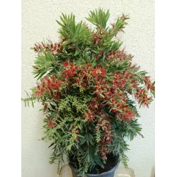 Kalistemonas - Callistemon Red Cluster Bush (SIUNČIAME IŠKART)