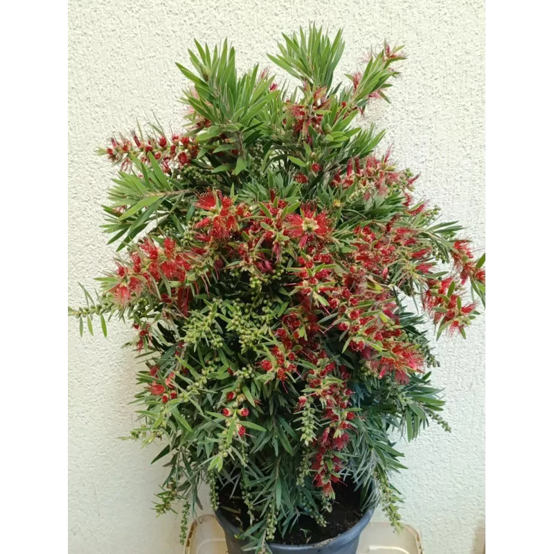 Bottlebrush tree - Callistemon Red Cluster Bush