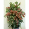 Bottlebrush tree - Callistemon Red Cluster Bush