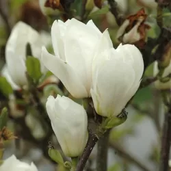 Sulanžo magnolija - Magnolia soulangiana ALBA SUPERBA