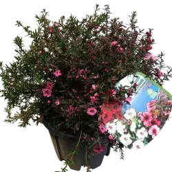 E-medelynas internete: vaismedžiai ir vaiskrūmiai