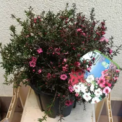 E-medelynas internete: vaismedžiai ir vaiskrūmiai