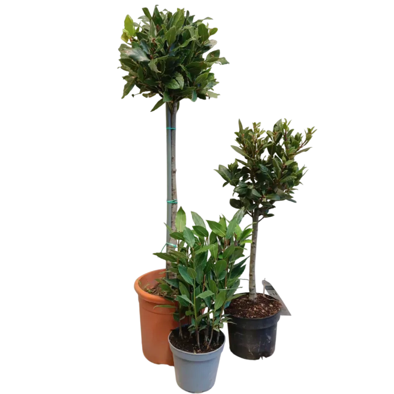 Lauramedžių rinkinys