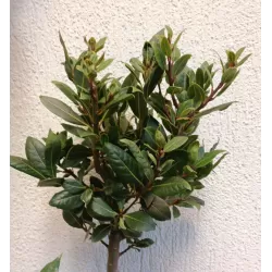 Kilnusis lauramedis su pristatymu į namus