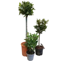 Kilnusis lauramedis su pristatymu į namus