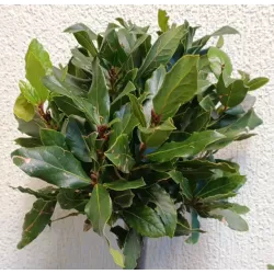 Kilnusis lauramedis su pristatymu į namus