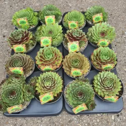 Garden plants/Trees/Flowers/ web-shop
