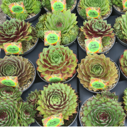 Šilropės, perkūnropės