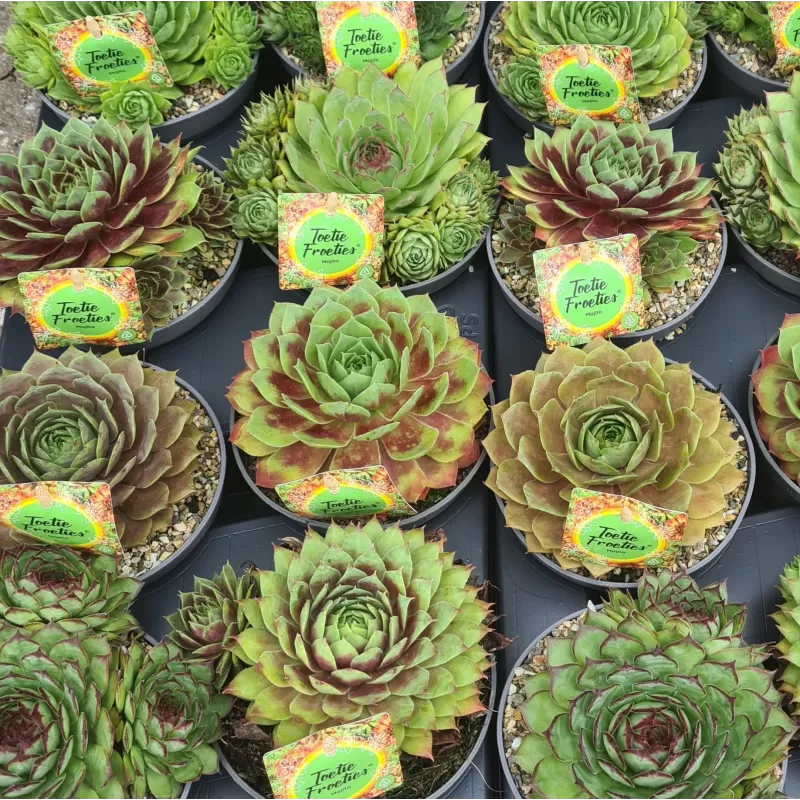 Šilropės, perkūnropės