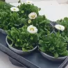Daugiametė saulutė - Bellis perennis RUSHER WHITE