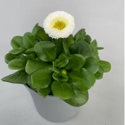 Daugiametė saulutė - Bellis perennis RUSHER WHITE