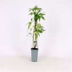 Juoduogis šeivamedis - Sambucus nigra KORSOR