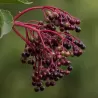 Juoduogis šeivamedis - Sambucus nigra KORSOR