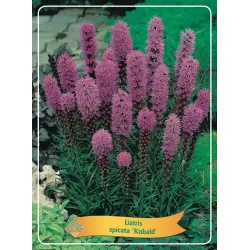 Liatris spicata KOBOLD
