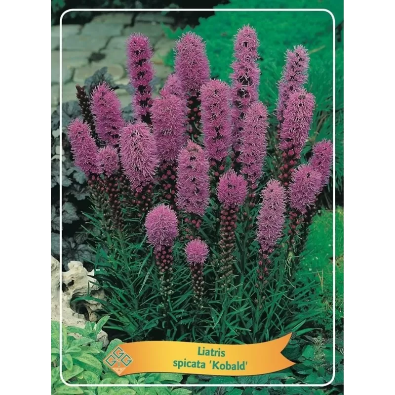 Liatris - Liatris spicata KOBOLD