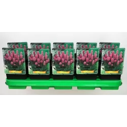 Liatris - Liatris spicata KOBOLD