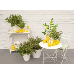 Citrininis eukaliptas - Eucalyptus citriodora