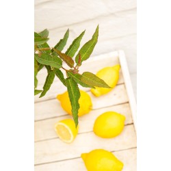 Retų ir egzotinių augalų prekyba internetu ir pristatymas į namus