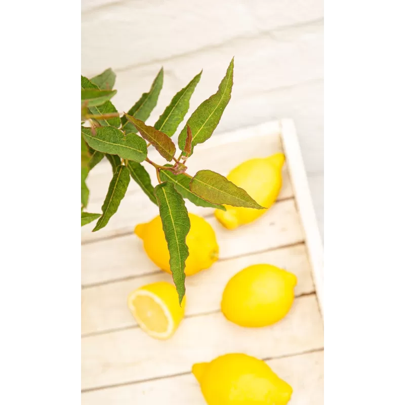 Citrininis eukaliptas - Eucalyptus citriodora