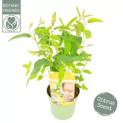 Citrininis eukaliptas - Eucalyptus citriodora