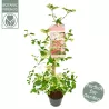 Viburnum plicatum Kilimandjaro® Sunrise