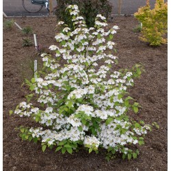 Raukšlėtasis putinas - Viburnum plicatum Kilimandjaro ® Sunrise