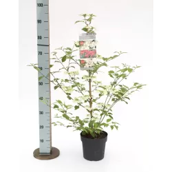 Viburnum plicatum Kilimandjaro® Sunrise