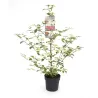 Viburnum plicatum Kilimandjaro® Sunrise