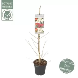 Raukšlėtasis putinas - Viburnum plicatum Kilimandjaro ® Sunrise