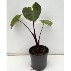 Kolokazija - Colocasia esculenta WHITE LAVA