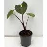 Colocasia esculenta WHITE LAVA