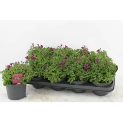 Daugiametės gėlės internetu su pristatymu į namus