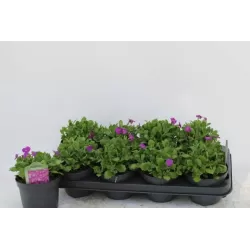 Daugiametės gėlės internetu su pristatymu į namus